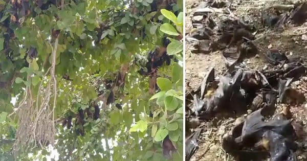 MP में भीषण गर्मी का कहर : नौतपा बना चमगादड़ों का काल, पेड़ों से गिर रहे नीचे…
