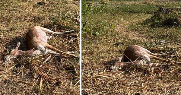 Bhopal News : बिशनखेड़ी में मिला हिरण का शव, दो घंटे बाद पहुंचा अमला, पोस्टमार्टम से होगा मौत का खुलासा