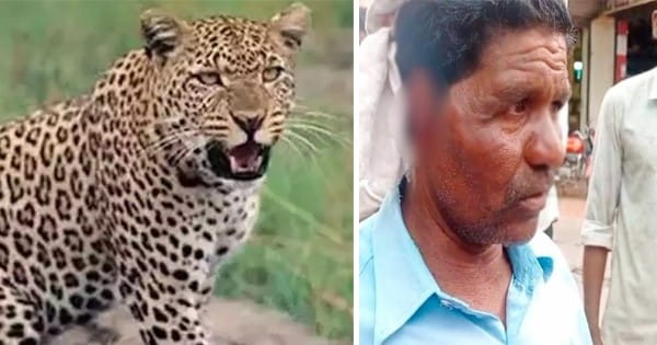 बुरहानपुर : तेंदुए के हमले से 3 घायल, एक का कान किया अलग, खेत में काम करते समय किया हमला