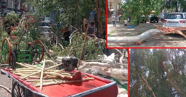 Bhopal News : 10 नंबर मार्केट में यूकेलिप्टस की भारी-भरकम डाली गिरने से दो की मौत