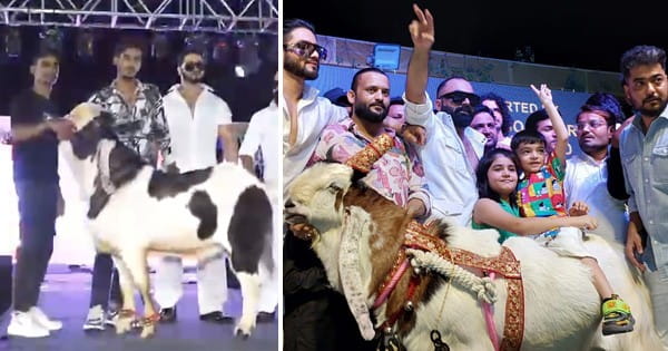 भोपाल में बकरों का फैशन शो : 'King' बना चैंपियन, 21 लाख में हुआ सौदा..!
