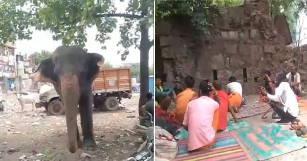 भोपाल में हाथी का तांडव, अपने ही महावत को कुचलकर उतारा मौत के घाट! पुलिस ने लिया कस्टडी में
