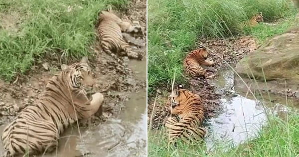 भीषण गर्मी के बीच आराम फरमाती दिखी टाइगर फैमिली, सैलानियों ने कैद किया सतपुड़ा टाइगर रिजर्व का रोमांचित नजारा