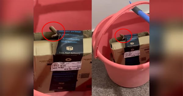 Amazon से मंगाया सामान, पैकेट खोलते ही निकला जिंदा कोबरा, कपल के उड़े होश