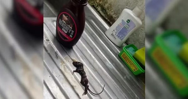 Hershey's Chocolate Syrup की बोतल में मिला 'मरा हुआ चूहा'... कंपनी ने कही ये बात