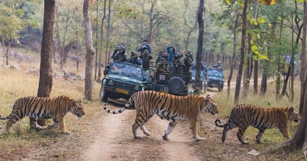 पर्यटक अब 3 महीने नहीं कर पाएंगे बाघों का दीदार, आज से MP के 6 टाइगर रिजर्व बंद; जानें कब शुरू होगी जंगल सफारी