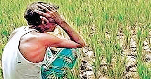 महाराष्ट्र में जनवरी से जून के बीच 1,267 किसानों ने की आत्महत्या