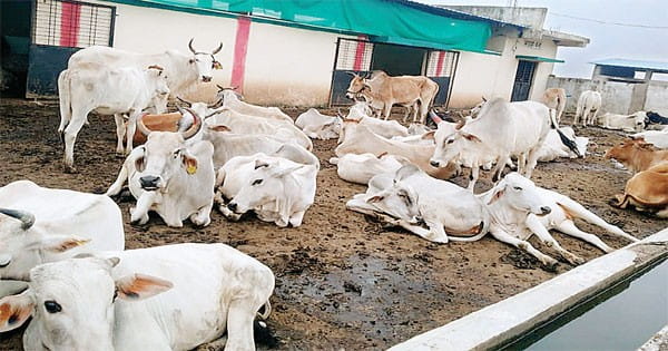 गोशालाओं में राजनीति, सड़कों पर गो-वंश