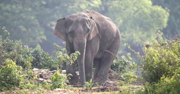 छत्तीसगढ़ के जशपुर में जंगली हाथी का कहर, दो भाइयों को उतारा मौत के घाट