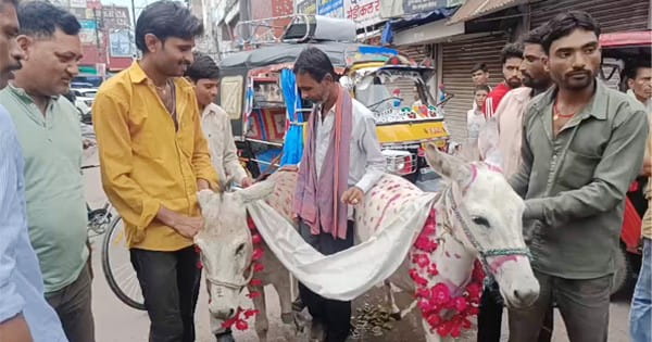 अच्छी बारिश के लिए अनोखा टोटका, करवाई गधा और गधी की शादी, ढोल-ढमाकों के बीच बाराती बनकर जमकर नाचे लोग