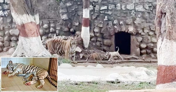 ग्वालियर चिड़ियाघर में नन्हे मेहमानों की किलकारी , टाइग्रेस मीरा ने दिया तीन शावकों को जन्म, बाघिन दुर्गा के तीनों शावकों का किया सैलानियों दीदार