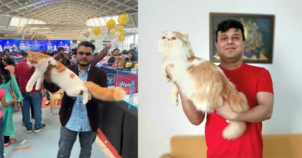 पर्शियन और मेनकून बनीं कैट लवर्स की पसंद, यह टेंशन दूर करने में करती हैं मदद
