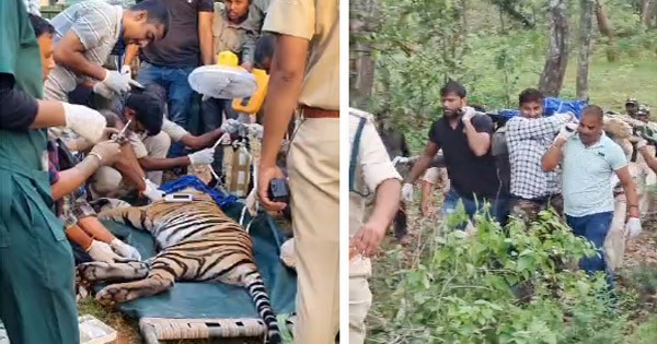 Umaria News : बाघिन का रेस्क्यू, धमोखर बफर जोन के गांवों और खेतों में था मूवमेंट, सुरक्षित स्थान पर छोड़ा