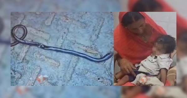 GAYA VIRAL NEWS : 'गया' में गजब हो गया-खिलौना समझ बच्चे ने सांप ही चबा डाला