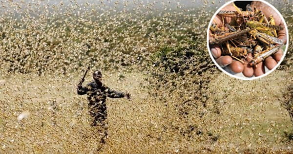 किसानों के लिए राहत की खबर, राजस्थान नहीं आएंगी टिड्डियां, हवाओं के संग बहकर जा सकती हैं ईरान
