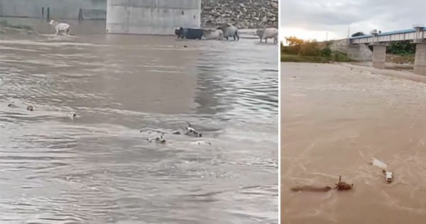 इंसानियत शर्मसार! गायों को उफनती नदी में धकेला, कई गायों की मौत, चार पर मामला दर्ज