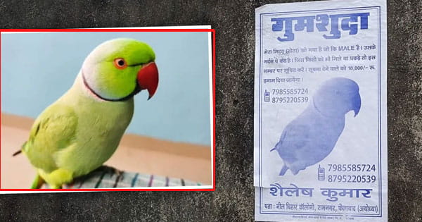 आजा-आजा मेरे मिट्ठू मियां... अयोध्या से उड़न छू हुआ तोता, मालिक के उड़ गए होश, ढूंढने वाले को मिलेंगे 10 हजार