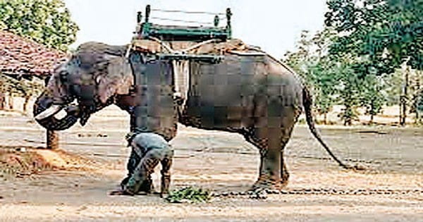 पेंच नेशनल पार्क में आज से हाथी सफारी का आनंद