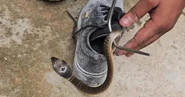 Bhubaneswar Snake Bite : जूते में छिपे जहरीले मोनोक्लेड कोबरा ने डसा, विशेषज्ञों ने बताया जूता पहनने का सही तरीका