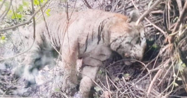Burhanpur News : नेपानगर के जंगल में मृत मिला बाघ, शव 2-3 दिन पुराना, कारणों की जांच जारी