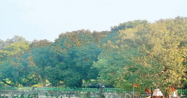 प्रोजेक्ट में पहले 390 पेड़ काटने की बताई थी जरूरत, अब NGT में कहा-110 ही काटेंगे