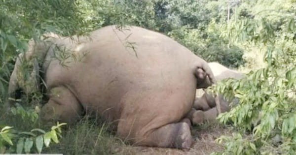 Chhattisgarh : रायगढ़ में करंट की चपेट में आने से 3 हाथियों की मौत, वन विभाग में मचा हड़कंप