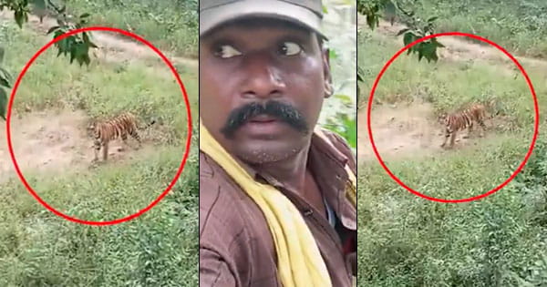 सोहागपुर : मढ़ई के जंगलों में चहलकदमी करते दिखा बाघ, डरे-सहमे पेड़ पर जा चढ़ा चौकीदार, देखें Viral Video
