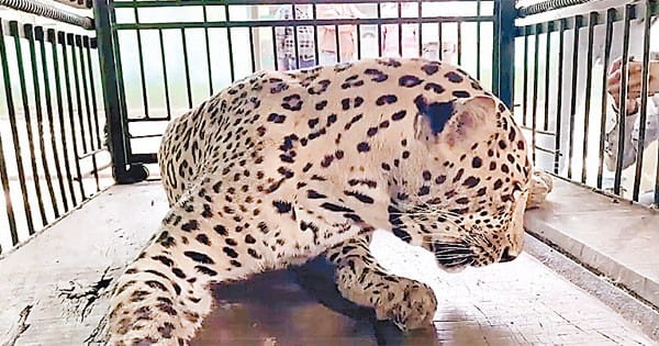 एक्सपर्ट की रिपोर्ट से तय होगा, तेंदुआ बाड़े में रहेगा या खुले में