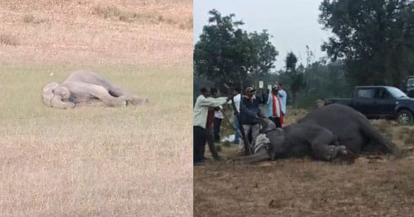 हादसा या साजिश? बांधवगढ़ टाइगर रिजर्व में तीन और हाथियों की मौत, अब तक 7 ने तोड़ा दम, जहर देकर मारने की आशंका