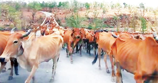 गाय पालने के कारण गोरस-कलमी गांव बने मप्र के बरसाना और वृंदावन