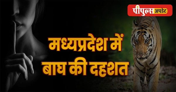 श्श्श्श.... यहां बाघ है! MP में दहशत, तीन जिलों में दिखा मूवमेंट, वन विभाग का अमला अलर्ट