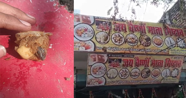 समोसे में आलू के साथ निकली छिपकली : 4 साल के बच्चे की बिगड़ी तबीयत, अस्पताल में भर्ती; होटल का लाइसेंस सस्पेंड