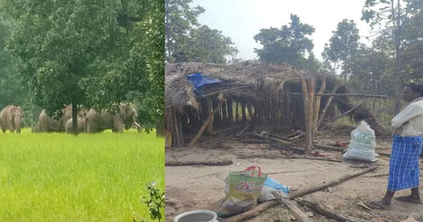 छत्तीसगढ़ : सूरजपुर में हाथी के हमले में दो बच्चों की मौत, माता-पिता ने भाग कर बचाई जान