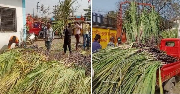 Indore News : देवउठनी एकादशी पर गन्ना बाजार में बढ़ी रौनक, काले गन्ने की डिमांड सबसे ज्यादा, करोड़ों का व्यापार संभावित