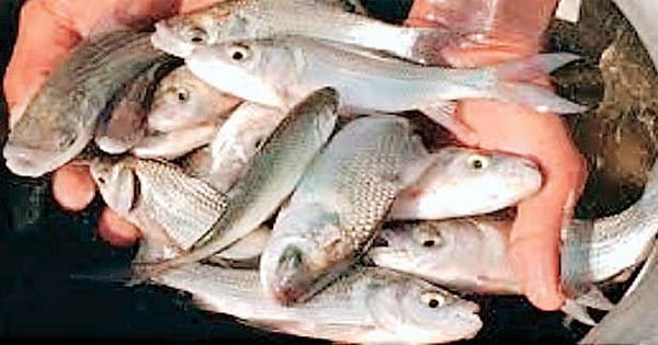 रोहू, कतला के बीज की क्वालिटी बेहतर, प्रोडक्शन दोगुना