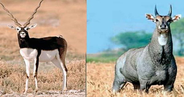 नीलगाय, ब्लैकबक को कूनो शिफ्ट करने में पेंच