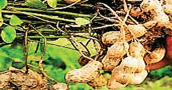 बिना पानी 1 माह तक नहीं खराब होगी मूंगफली की नई वैरायटी