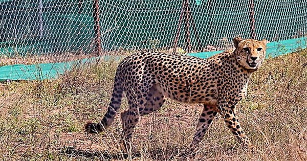 International Cheetah Day 2024 : एमपी चीता प्रोजेक्ट सफलता की ओर, आज दो नर चीते खुले जंगल में छोड़े जाएंगे