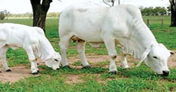 किसानों को अच्छे नस्ल की गाय-भैंसें मिलेंगी, गांवों में समितियां बनेंगी जो खुद ले सकेंगी अपने निर्णय