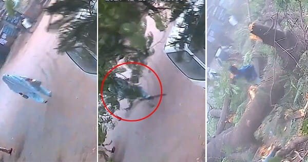 धार में पेड़ गिरने से महिला की मौत, बच्चा घायल, कई वाहन क्षतिग्रस्त, हादसे का CCTV में कैद