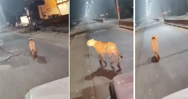 Sheopur News : कूनो से निकली अग्नि चीता सड़क पर घूमती दिखी, कुत्ते का शिकार कर जंगल में लौटी