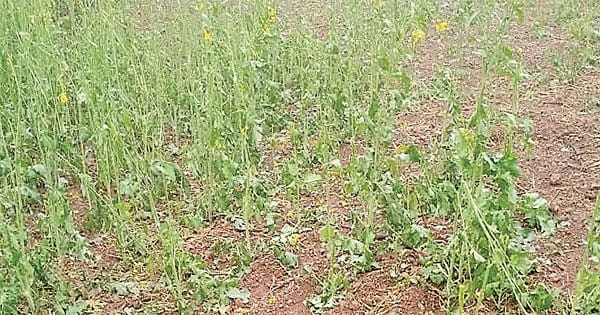 माघ की बारिश मसाला फसलों में कीटनाशक का करेगी काम
