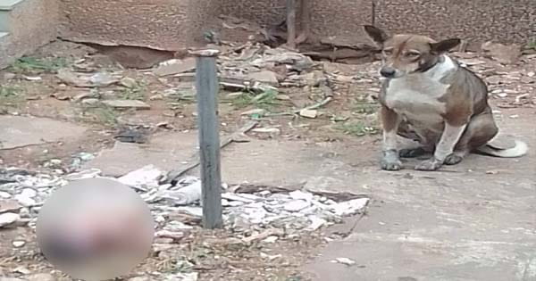 रीवा के अस्पताल में नवजात बच्चे के शव को कुत्तों ने नोचा, बच्ची के शव को वहीं छोड़कर चले गए थे परिजन, मूकदर्शक बने खड़े रहे कर्मचारी