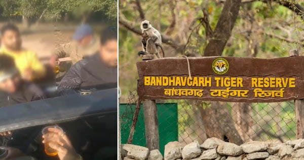 बांधवगढ़ टाइगर रिजर्व में जंगल सफारी के दौरान शराब पार्टी, प्रबंधन ने ड्राइवर और गाइड को जारी किया नोटिस
