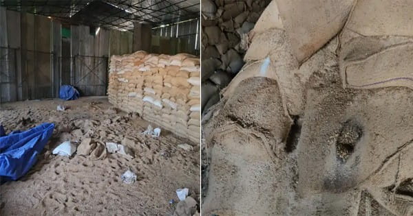 शाजापुर : वेयर हाउस में रखा 15 हजार क्विंटल सरकारी गेहूं खराब, पिछले चार साल से रखा गया था गोदाम में