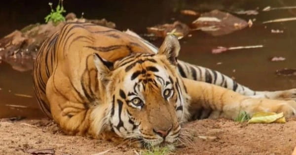 बांधवगढ़ टाइगर रिजर्व के मशहूर बाघ 'छोटा भीम' की मौत, वन विहार में इलाज के दौरान तोड़ा दम