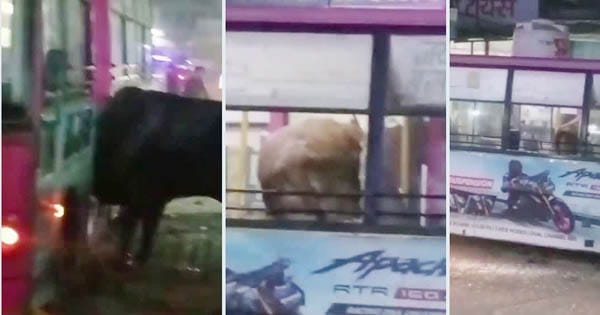 VIDEO : जयपुर में लड़ते-लड़ते लो फ्लोर बस में चढ़ा सांड, ड्राइवर-कंडक्टर ने कूदकर बचाई जान