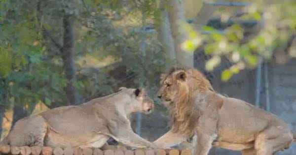 ग्लोबल इन्वेस्टर्स समिट के मेहमान करेंगे एशियाटिक शेरों दीदार, गुजरात के जूनागढ़ से लाए गए थे शेर, पहली बार बाड़े में छोड़े गए