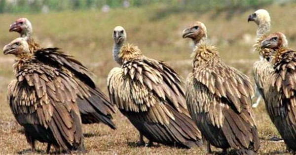 पन्ना टाइगर रिजर्व में बाघों के साथ गिद्धों का भी घर, तीन दिन की गणना में मिले 691 गिद्ध, सर्दी के मौसम में प्रवास पर आती ये प्रजातियां
