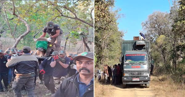 ऑपरेशन बायसन : सफलतापूर्वक सतपुड़ा से बांधवगढ़ पहुंचाए गए बायसन, 250 से लोगों के टीम की अगुवाई कर रहे मुख्य वन संरक्षक एल कृष्णामूर्ति